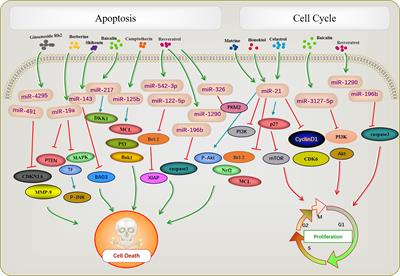 Anti-Tumor Mechanisms Associated With Regulation of Non-Coding RNA by Active Ingredients of Chinese Medicine: A Review